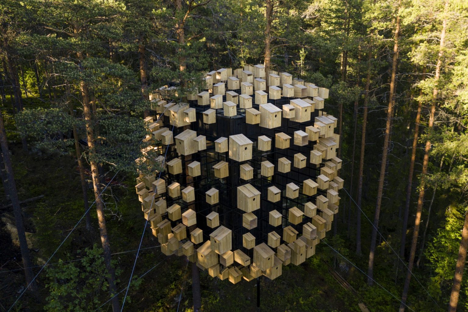 Holiday in Sweden with the Birds