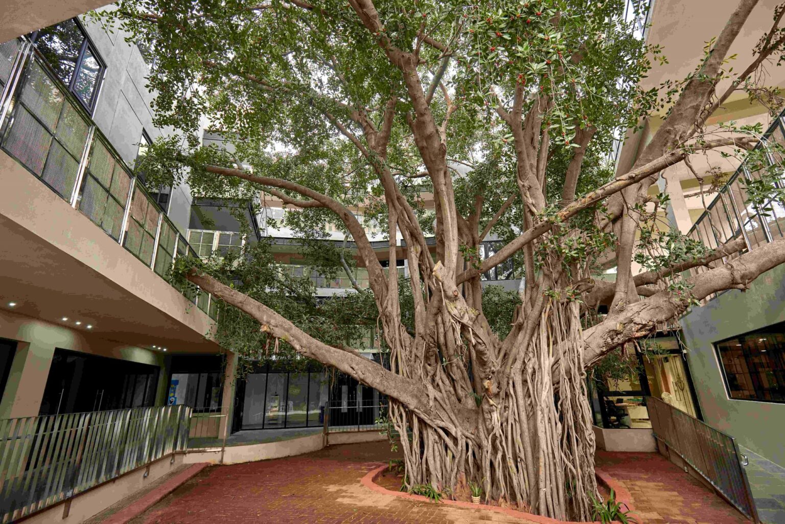A Tree, a School, and a Whole New Way to Learn